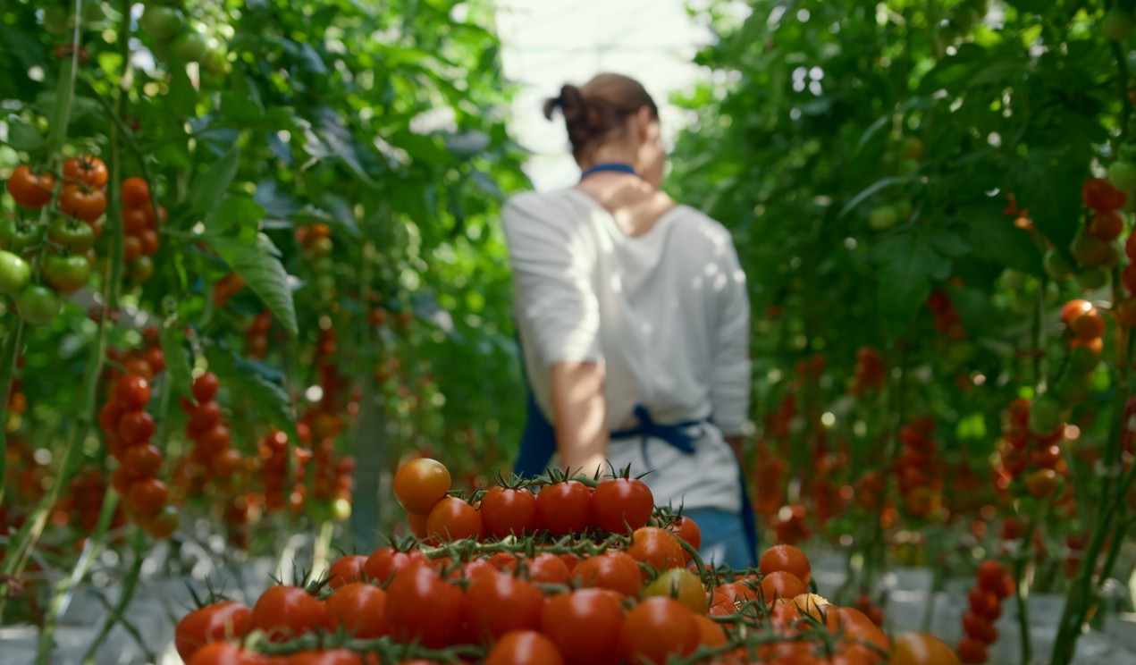 GrowPro Plus Series large-scale hydroponic production facility