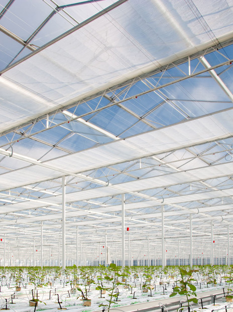 Energy screens inside a glasshouse