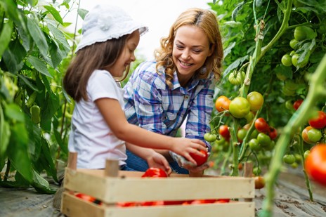 GrowPro Basic Series greenhouse with soil-based cultivation