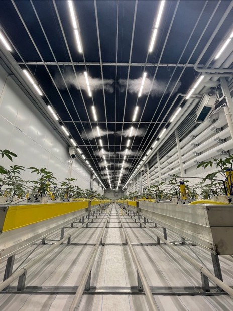 LED growlights above a hydroponic crop