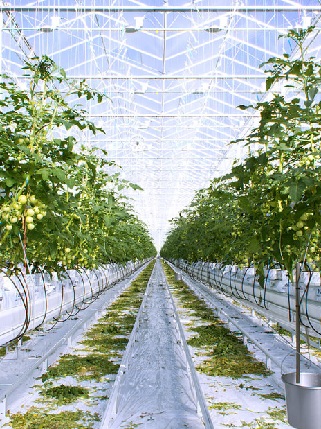 Precision drip irrigation system for greenhouse cultivation