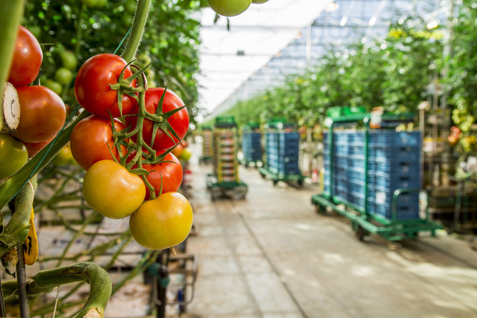 Ripe tomatoes ripening on the vine in a greenhouse