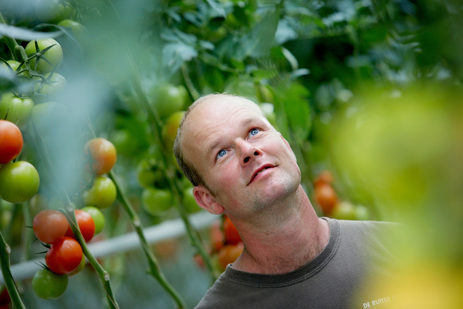 Modern greenhouse with automated climate control and cultivation technology