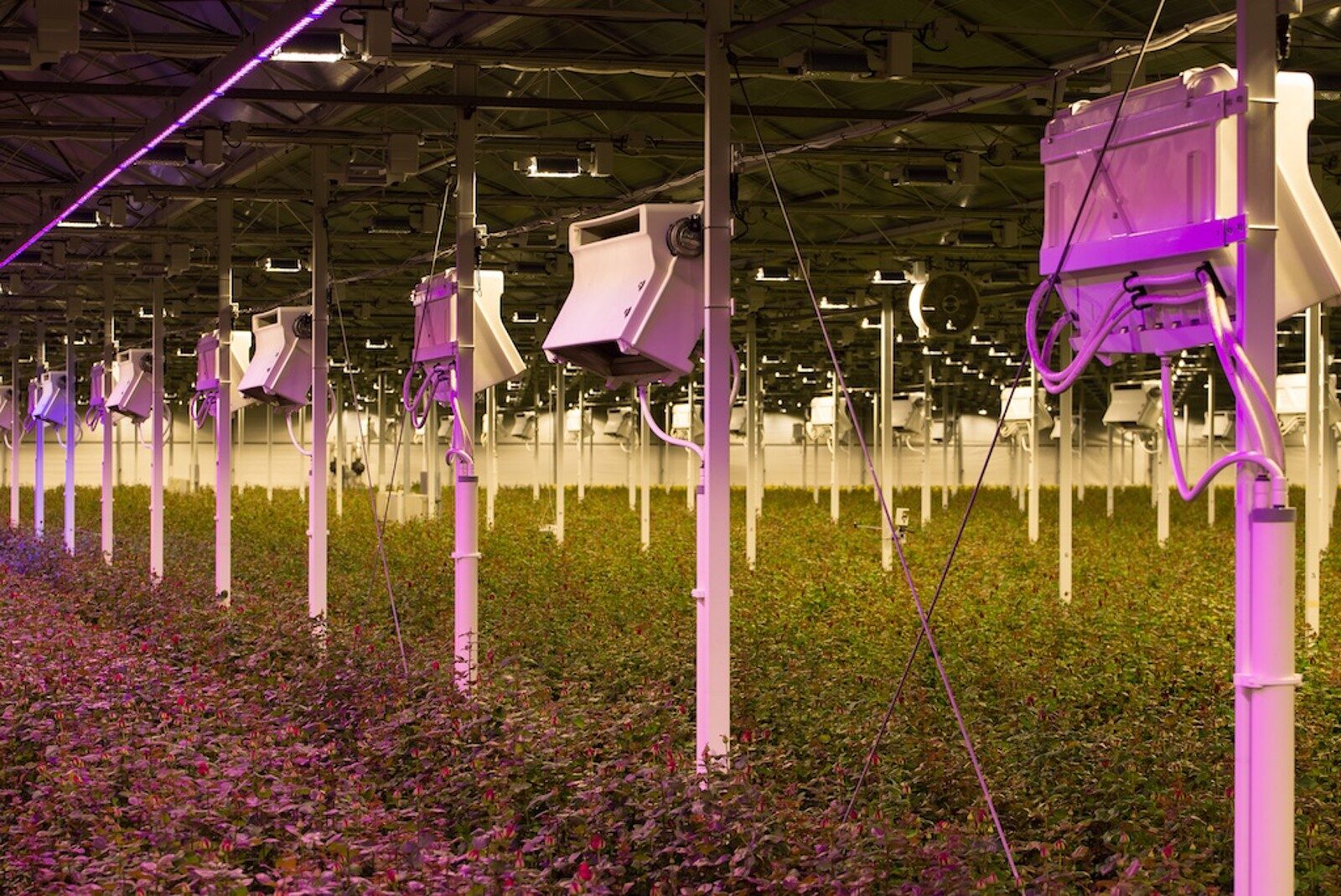 HortiCooler cooling unit installed in a greenhouse
