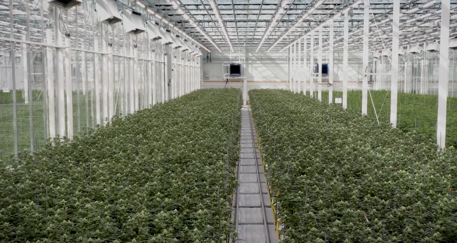 Greenhouse interior with crops grown under controlled climate conditions