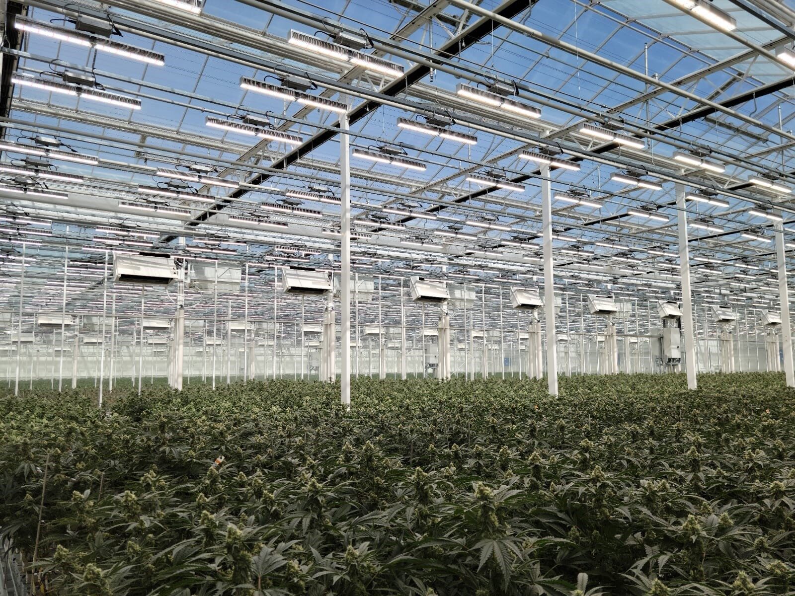 Cannabis plants nearing harvest in a climate-controlled greenhouse