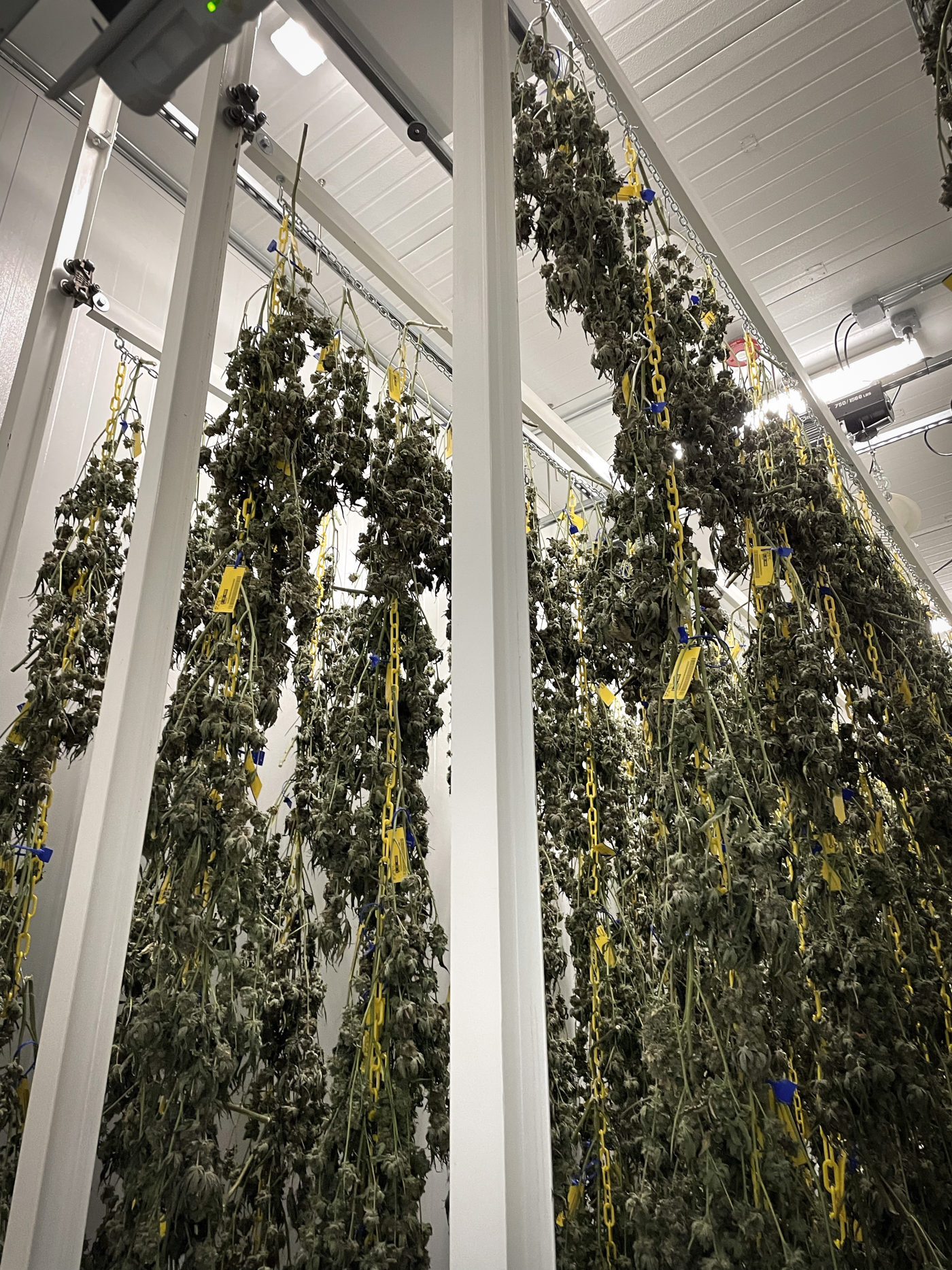 Dry room for cannabis drying and curing