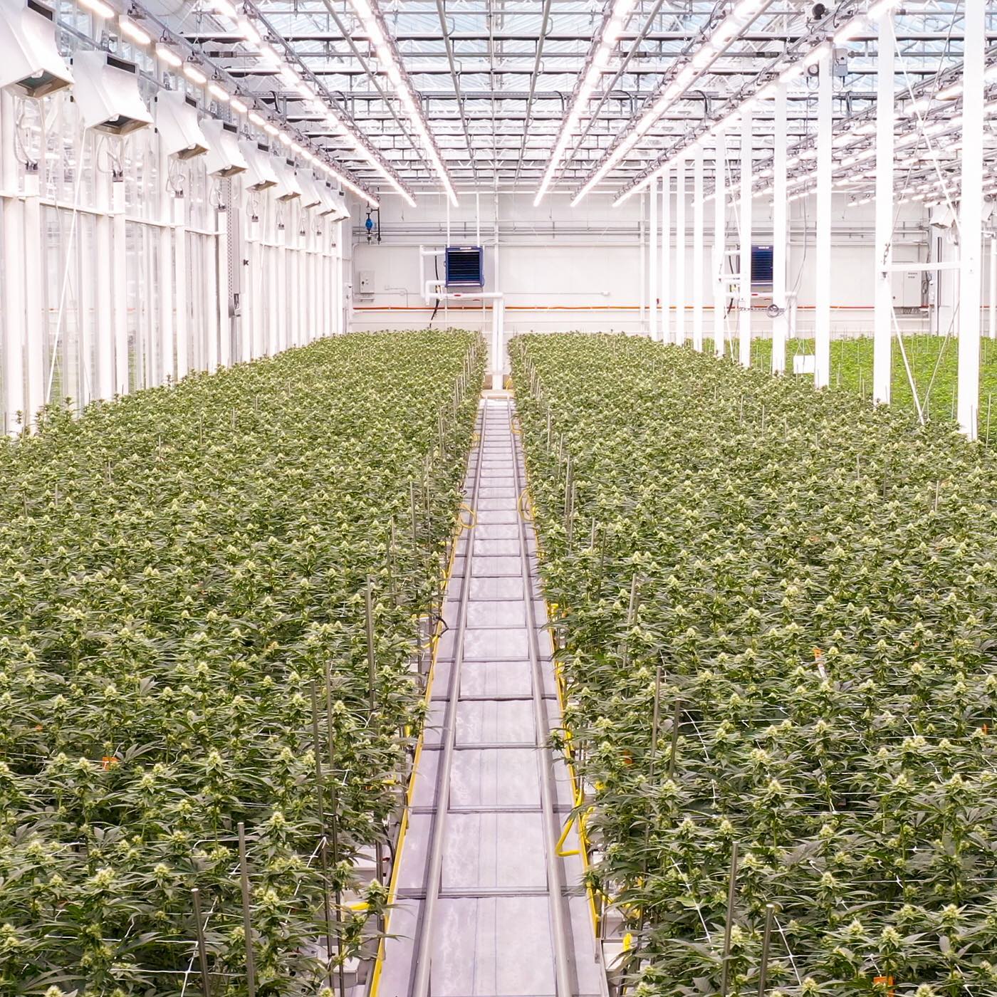 Flowering room for cannabis cultivation in a greenhouse facility