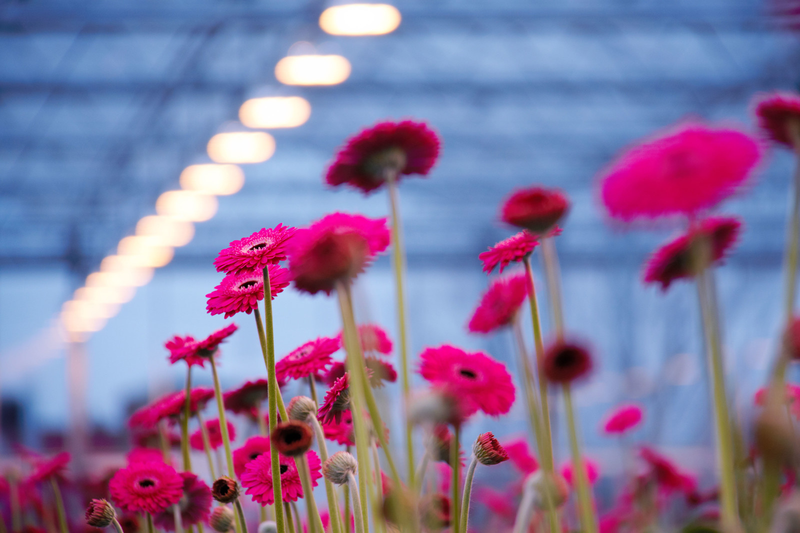Colorful flowers blooming inside a high-tech Dutch greenhouse