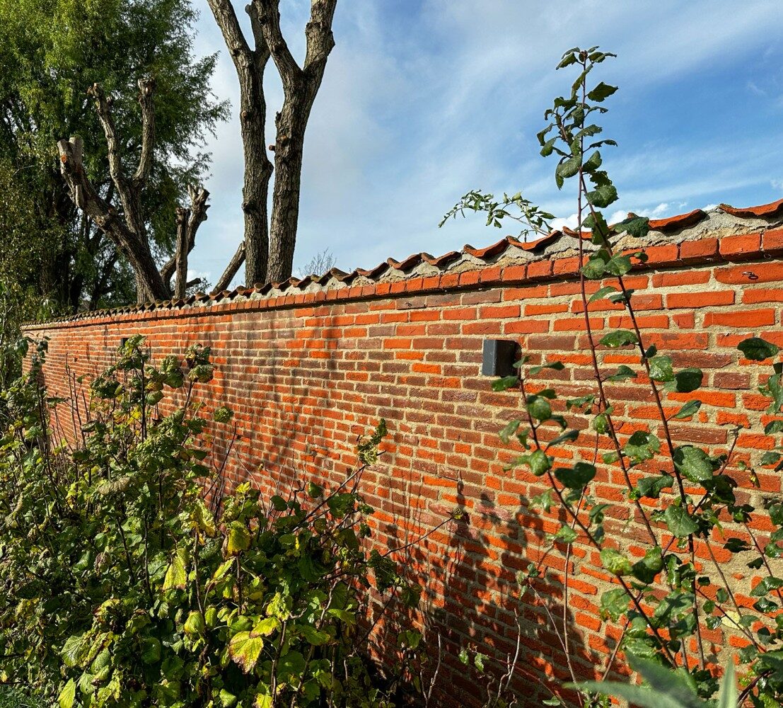 My own grape wall after restoration
