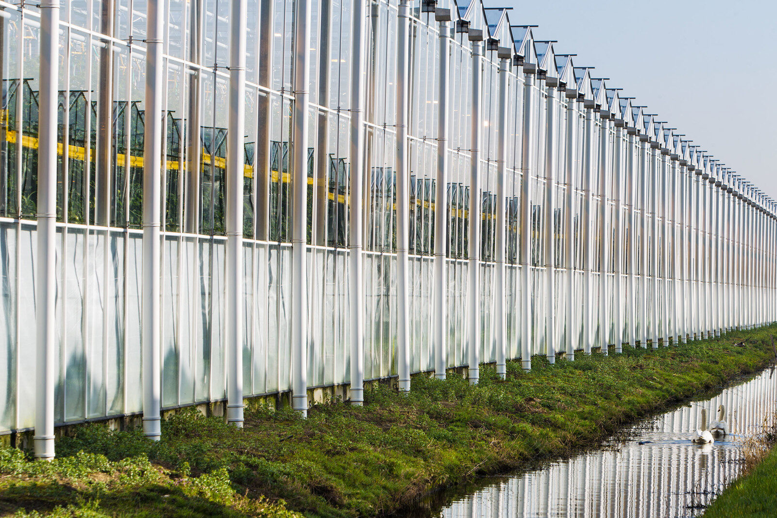 Rainwater discharging from a greenhouse roof into collection gutters