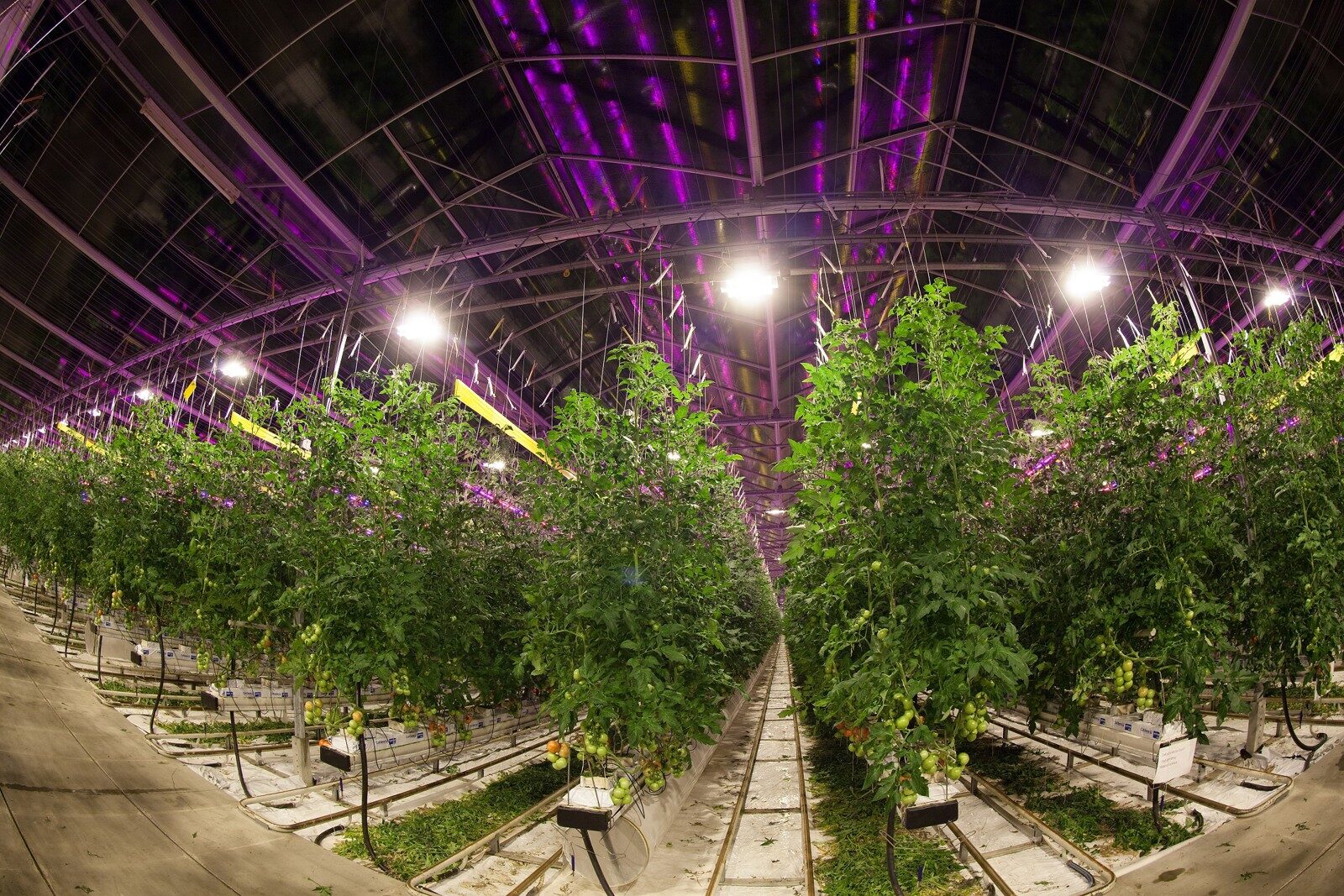 Tomatoes growing under supplementary lighting inside a greenhouse