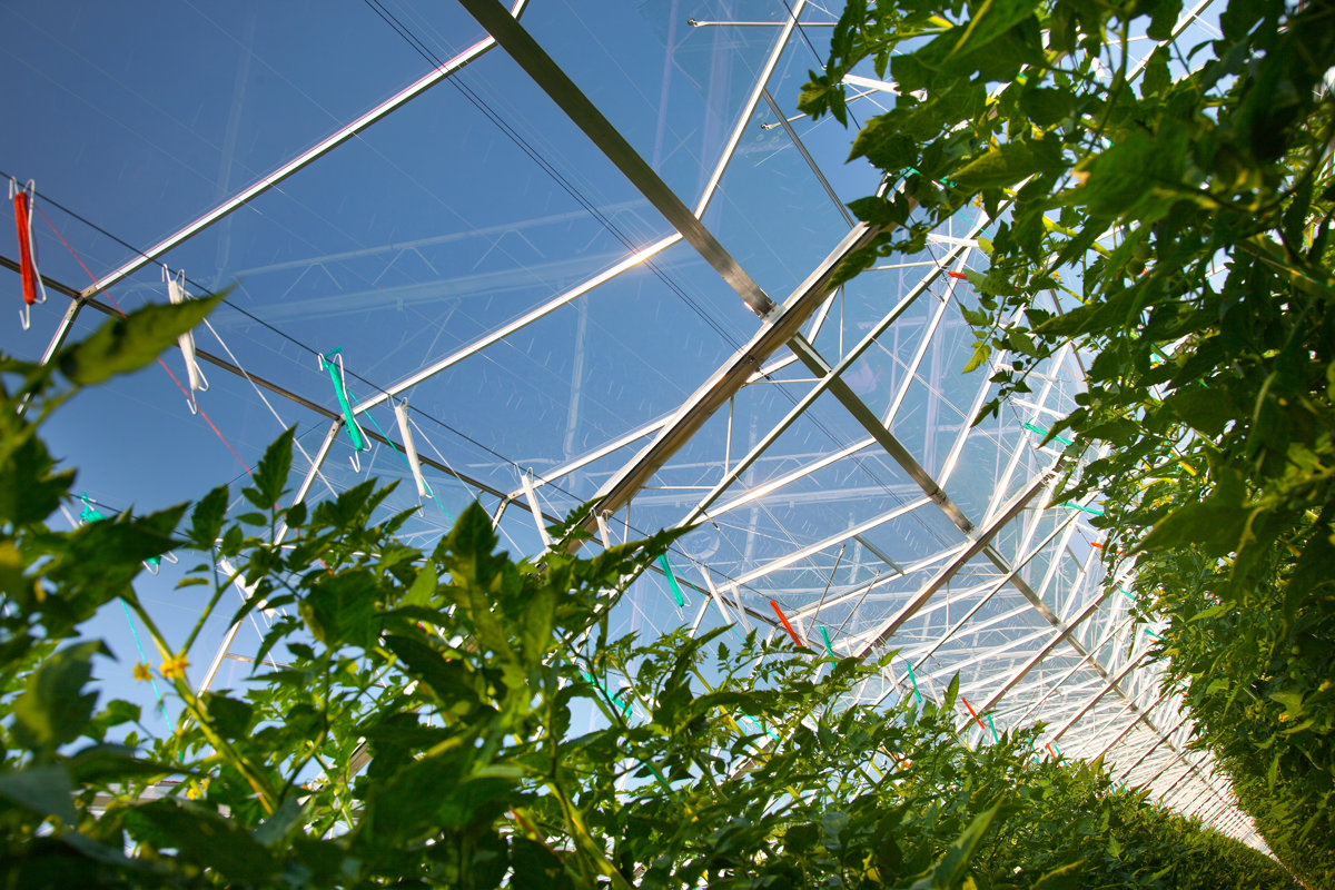 Hydroponic cultivation on hanging gutters inside a GrowPro Expert greenhouse