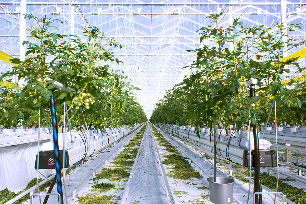 Large-scale tomato production inside a GrowPro Plus hydroponic greenhouse