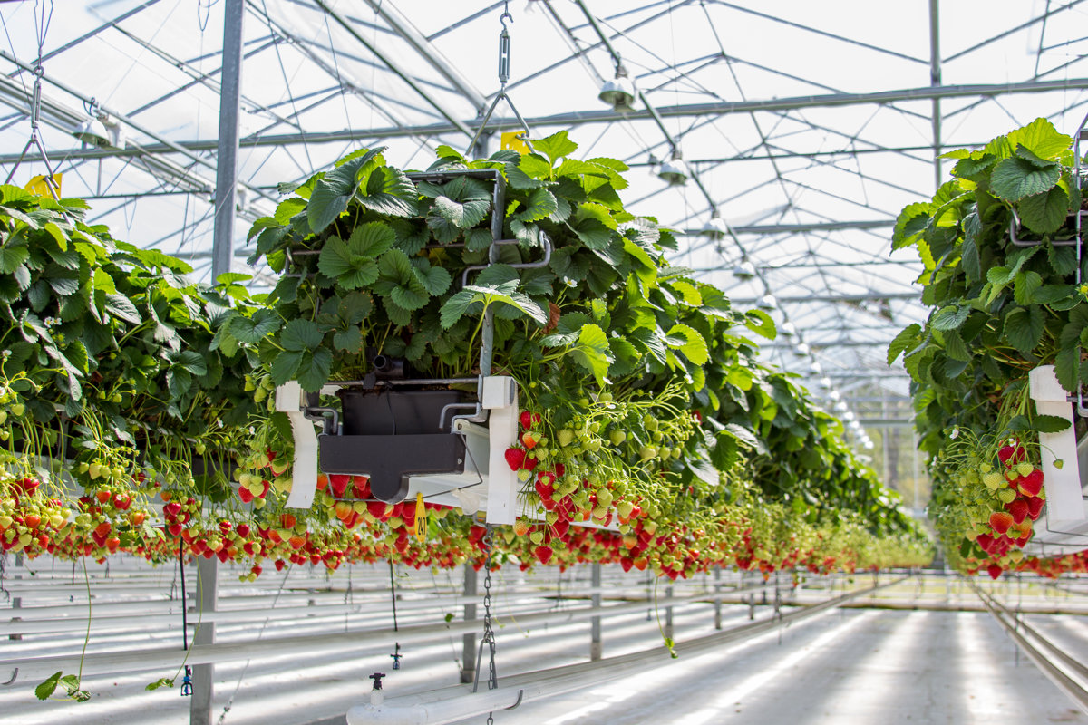 Strawberries growing on suspended gutters inside a GrowPro greenhouse