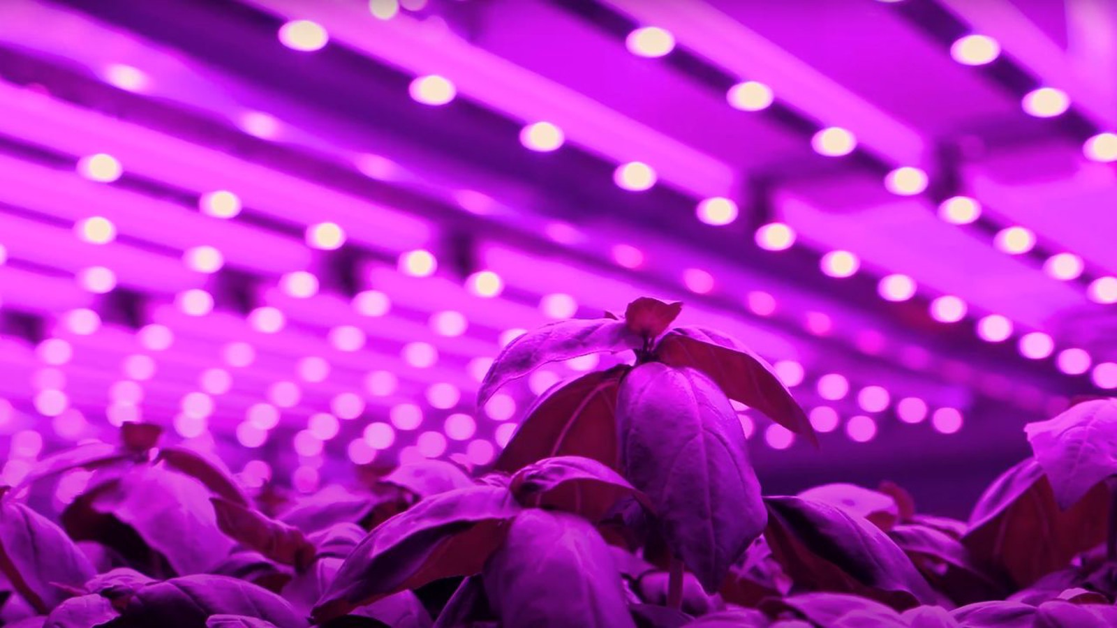 Stacked indoor vertical farm layers illuminated by LED grow lights