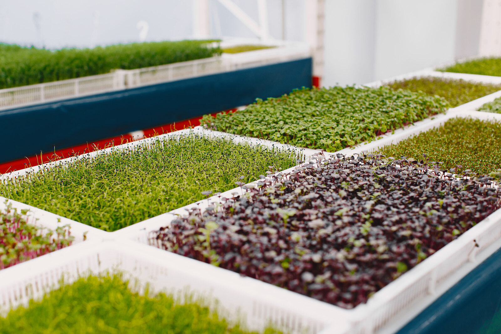 Herbs on stacked layers in a vertical indoor farm