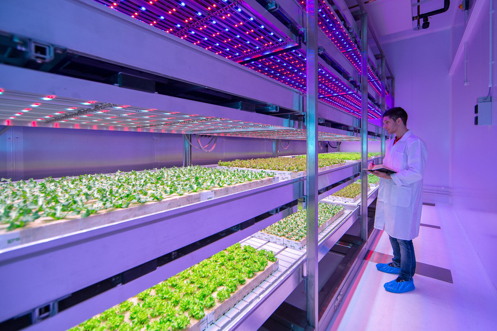 Leafy greens growing in an indoor vertical farming greenhouse