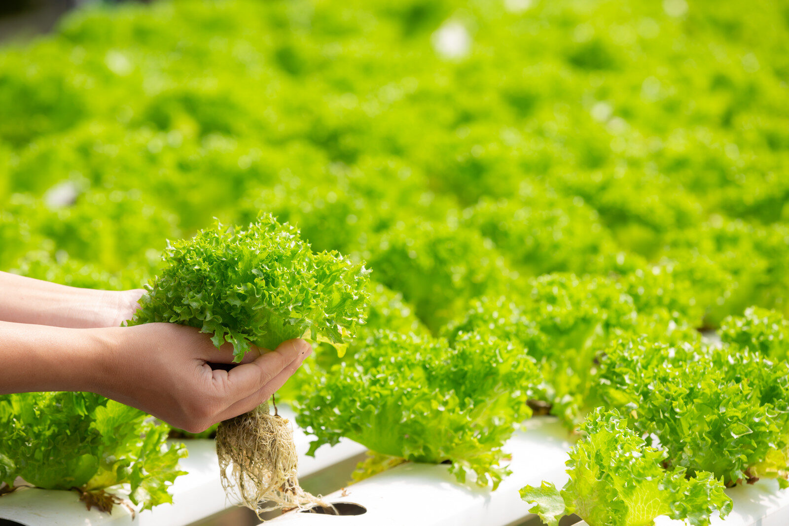 Lettuce growing in a hydroponic greenhouse irrigation system