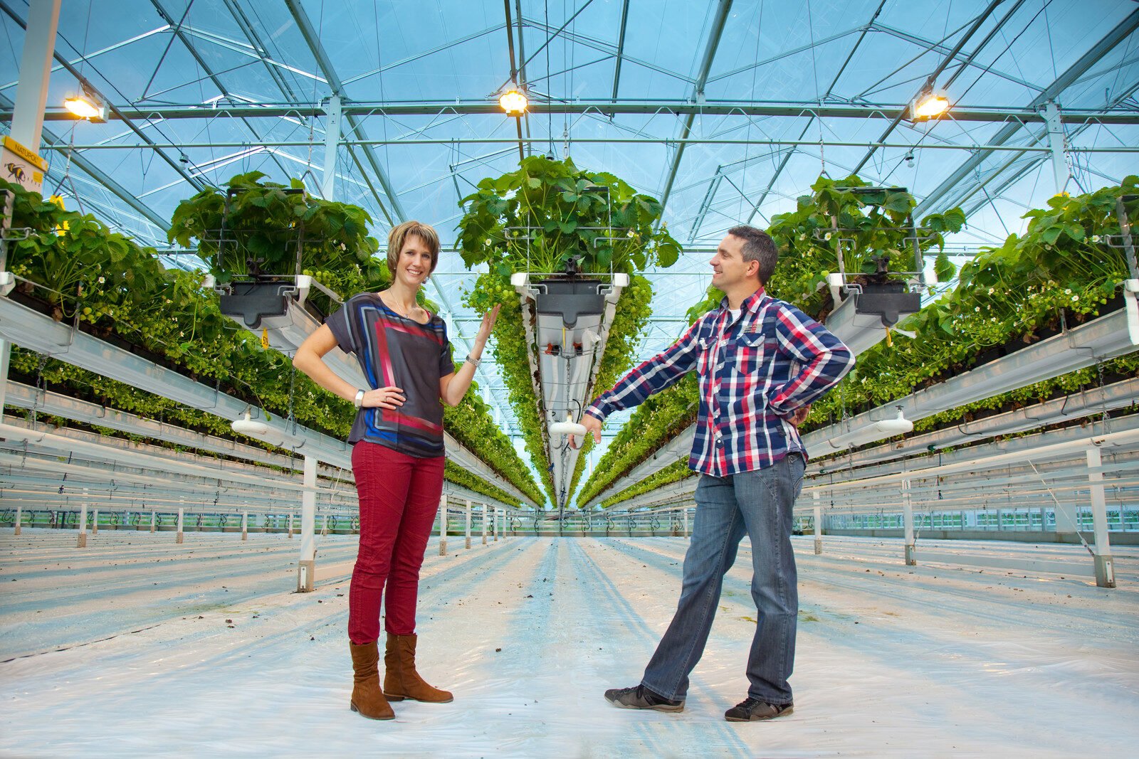 Strawberries cultivated in a hydroponic greenhouse growing system