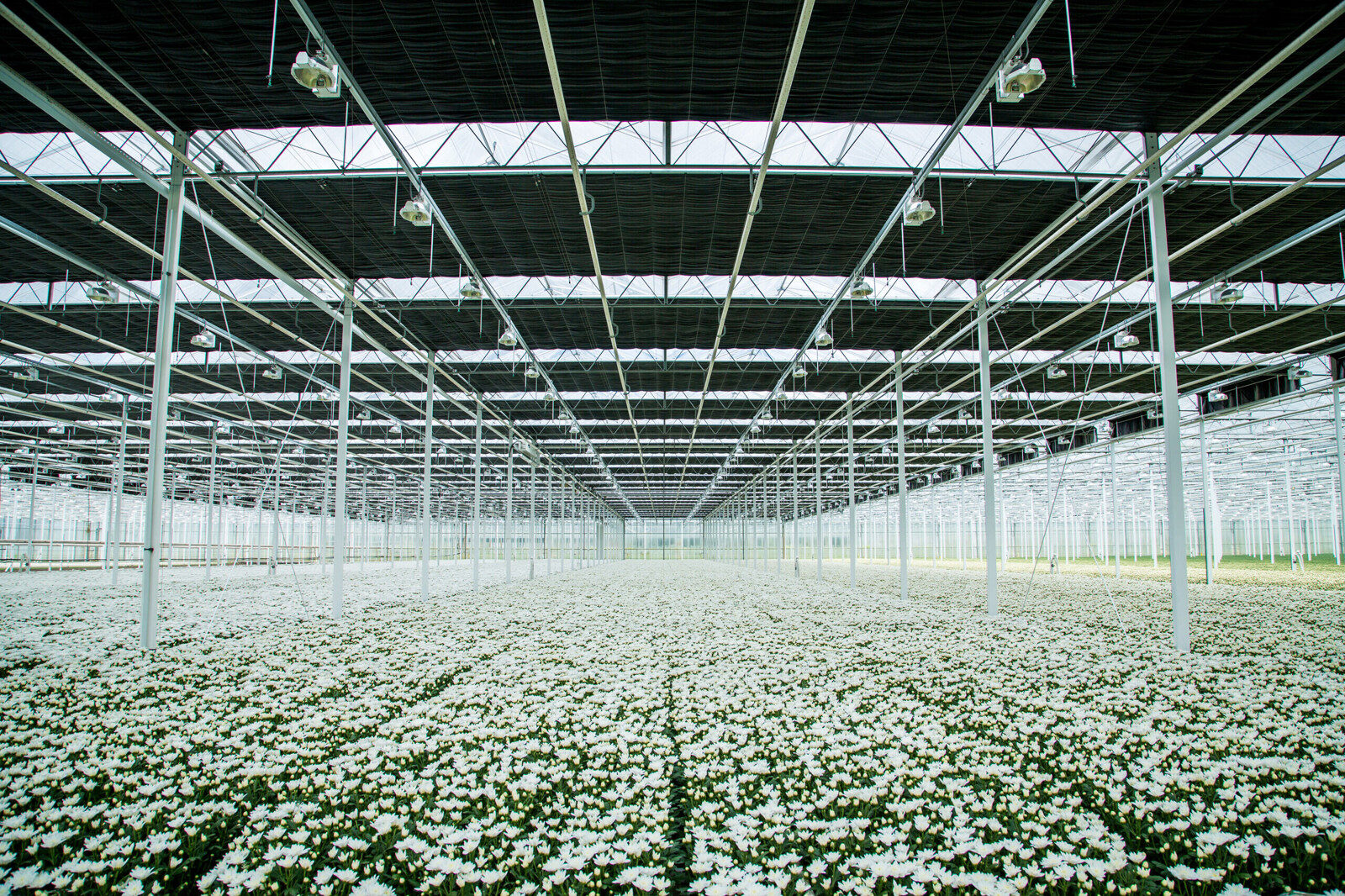 Blackout screen installed in a greenhouse controlling crop light exposure