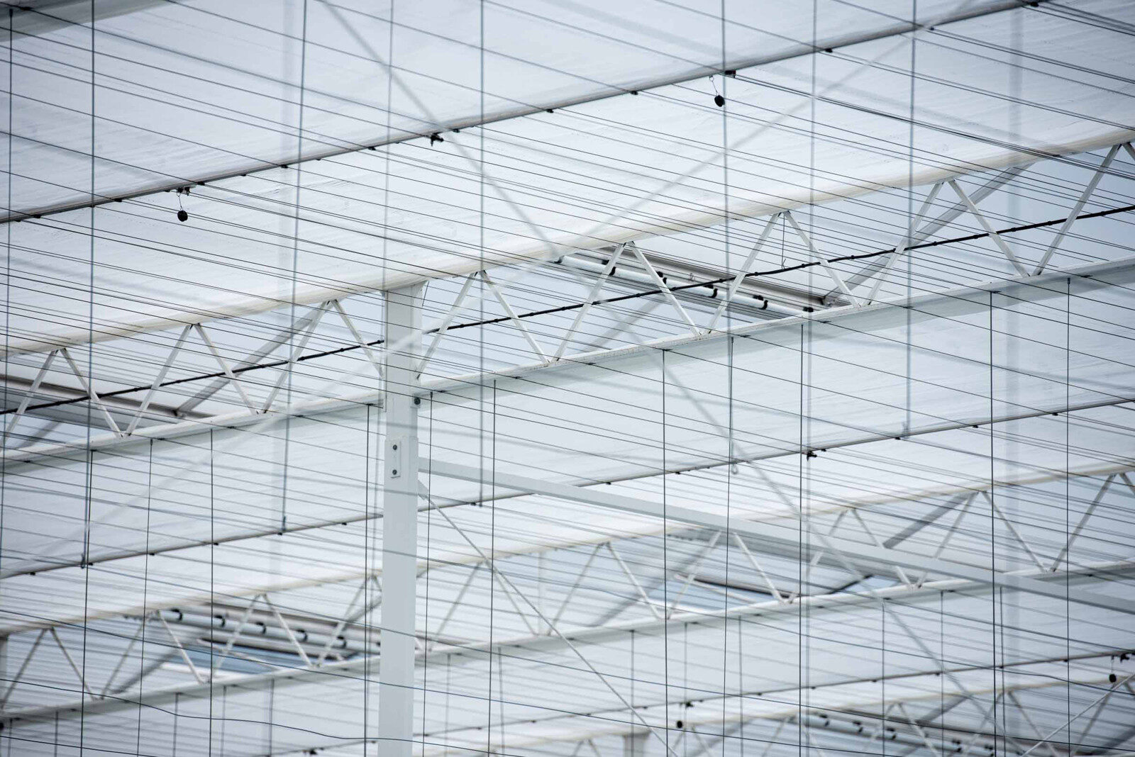 Diffuse screen fabric scattering sunlight evenly across a greenhouse crop