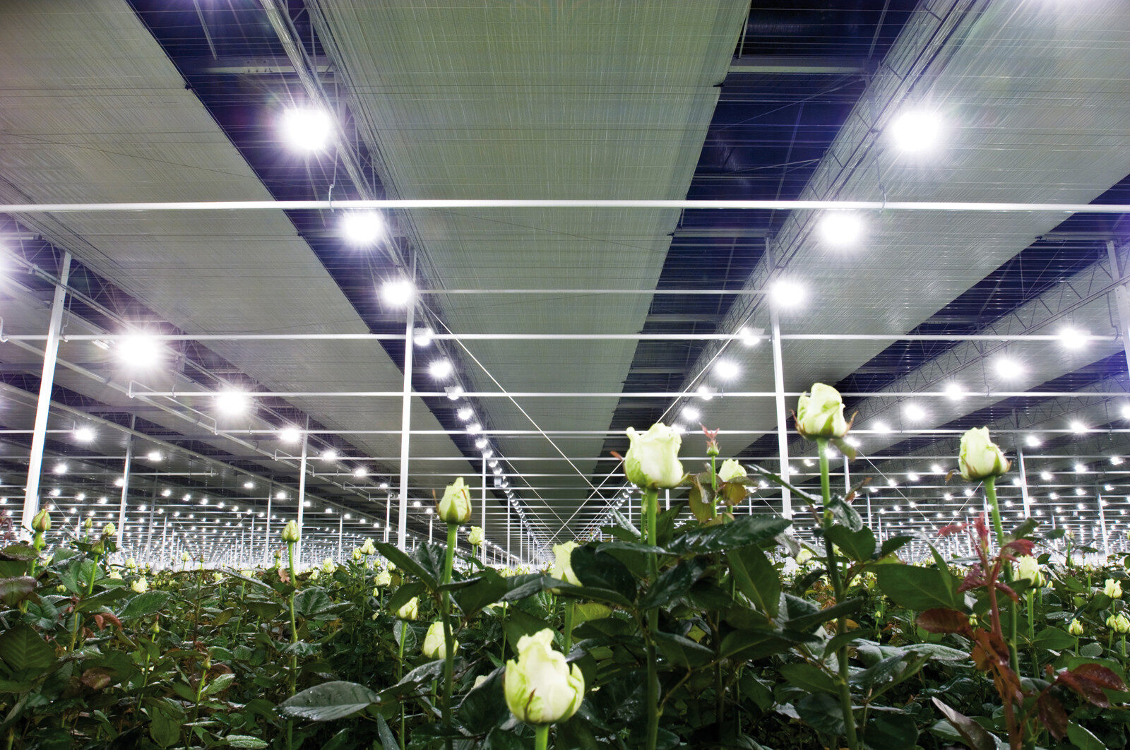 Greenhouse screening system beneath the roof managing light and energy