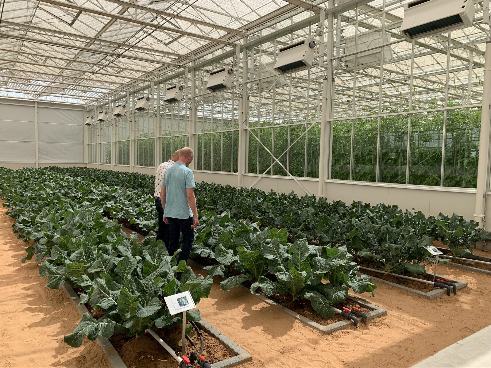 Professional greenhouse facility supported by expert grower services