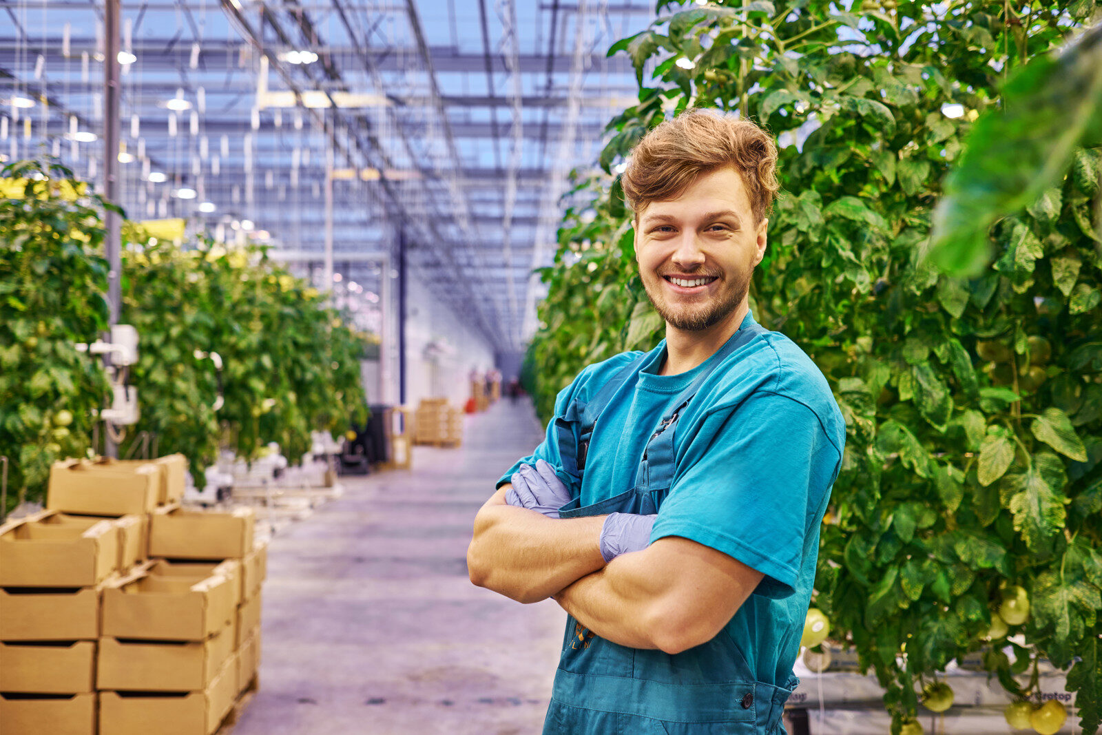 Large-scale glass greenhouse facility with commercial growing operations